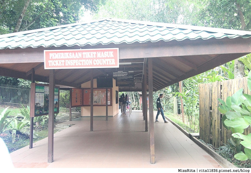 馬來西亞自由行 馬來西亞 沙巴 沙巴自由行 沙巴神山 神山公園 KinabaluPark Nabalu PORINGHOTSPRINGS 亞庇 波令溫泉 klook 客路 客路沙巴 客路自由行 客路沙巴行程48